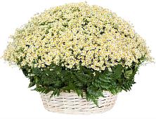 Цветочная композиция из Ромашки в корзине #REPLACE_PRED# Исаклы